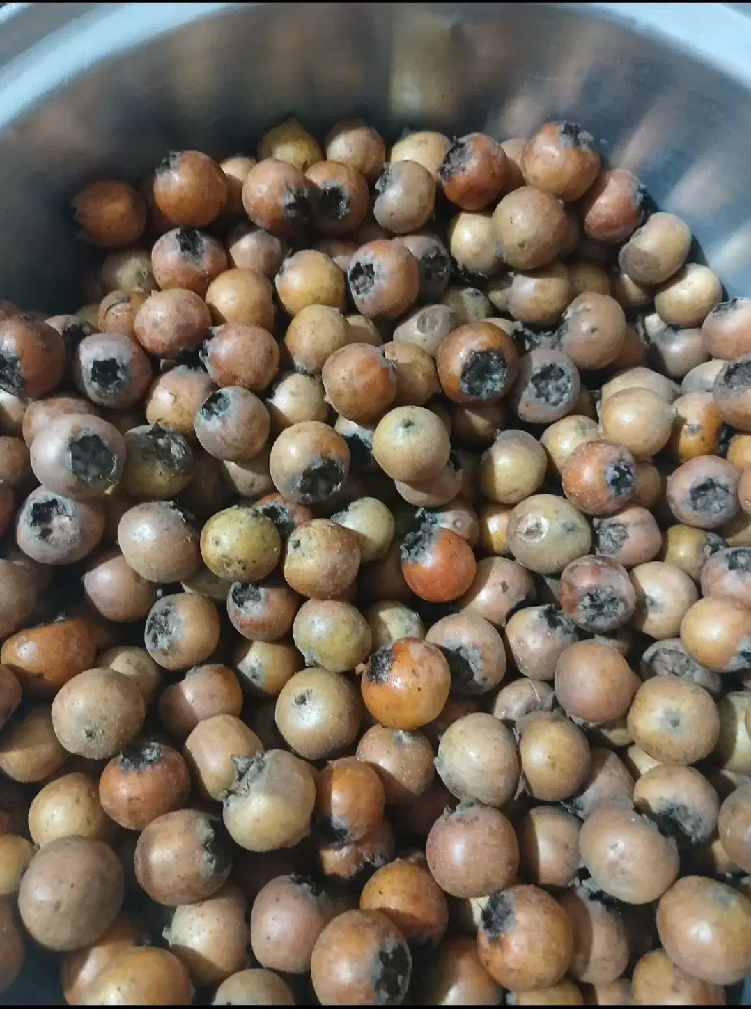 ازگیل تازه چین درشت و ریزتر موجوده|خوردنی و آشامیدنی|شیرگاه, |دیوار