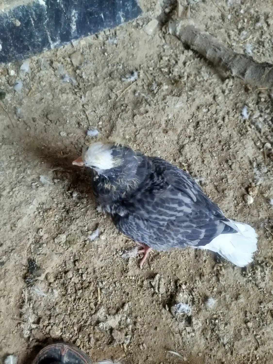 کبوتر|پرنده|کوهدشت, |دیوار