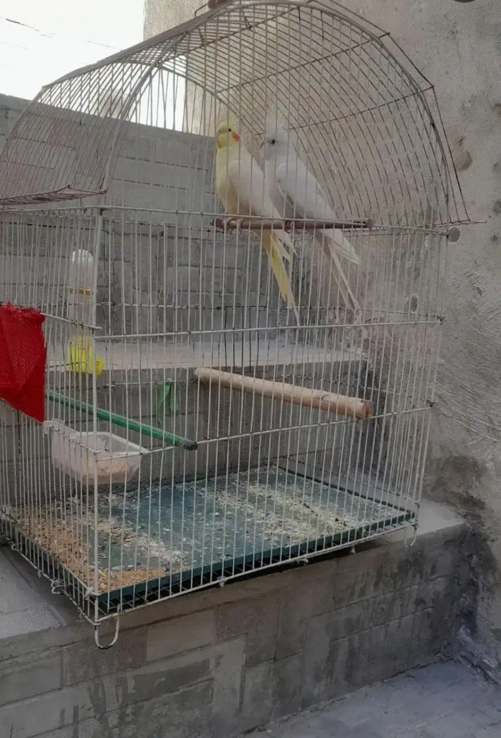 جفت عروس هلندی|پرنده|گرمی, |دیوار