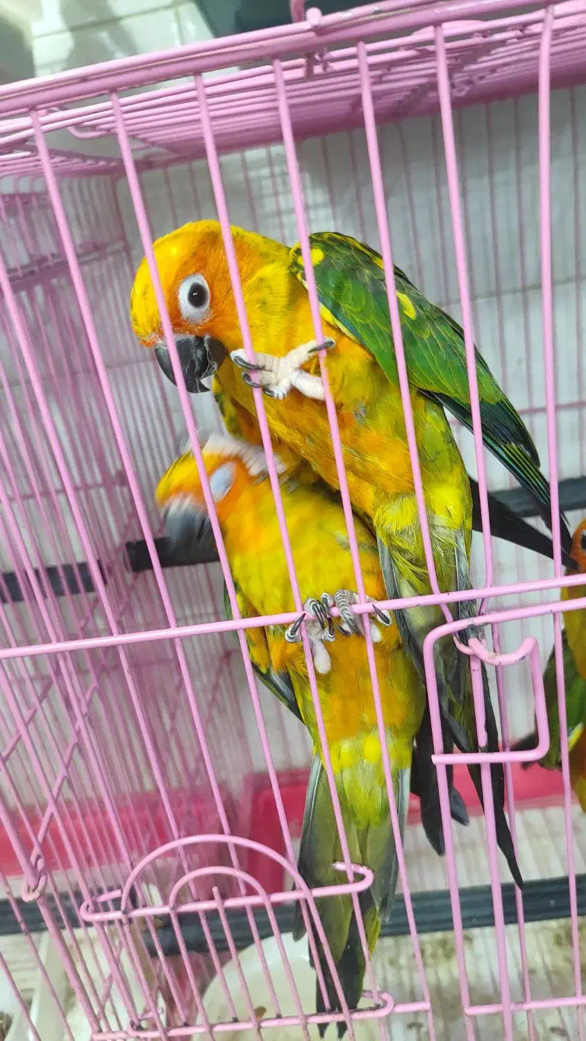 ۴ جفت جوان حلقه پا مجموعه|پرنده|ساری, |دیوار