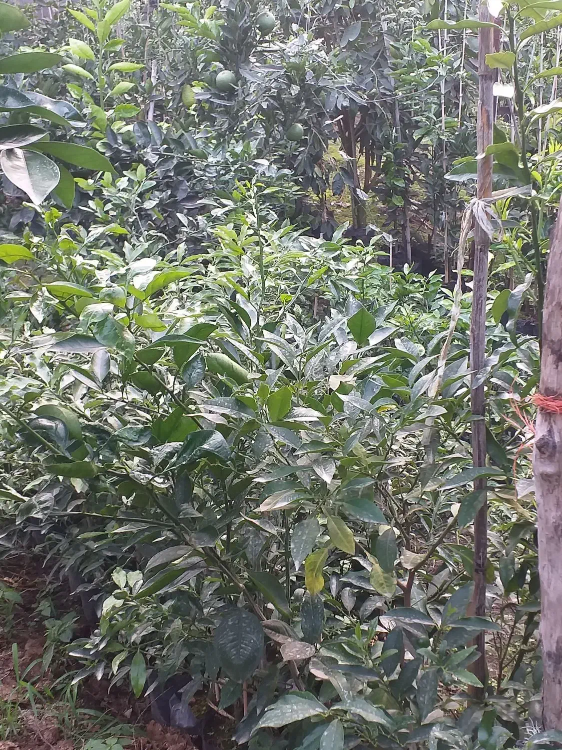 فروش انواع نهال و گل|خدمات باغبانی و درختکاری|نشتارود, |دیوار