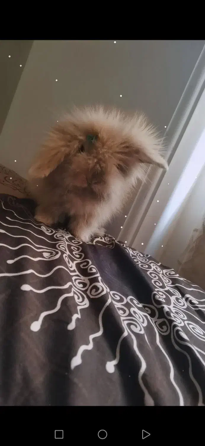 خرگوش لوپ ترکیش آنگورا|موش و خرگوش|تهران, سازمان آب|دیوار