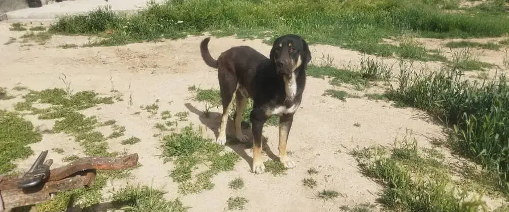 مفقودی سگ|حیوانات|دهگلان, |دیوار