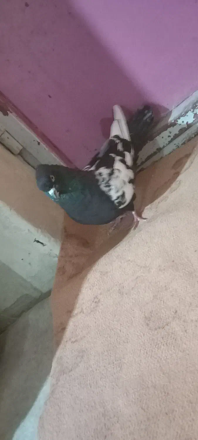 فک کنم نر است کاکلی و پرشی|پرنده|شیروان (خراسان), |دیوار