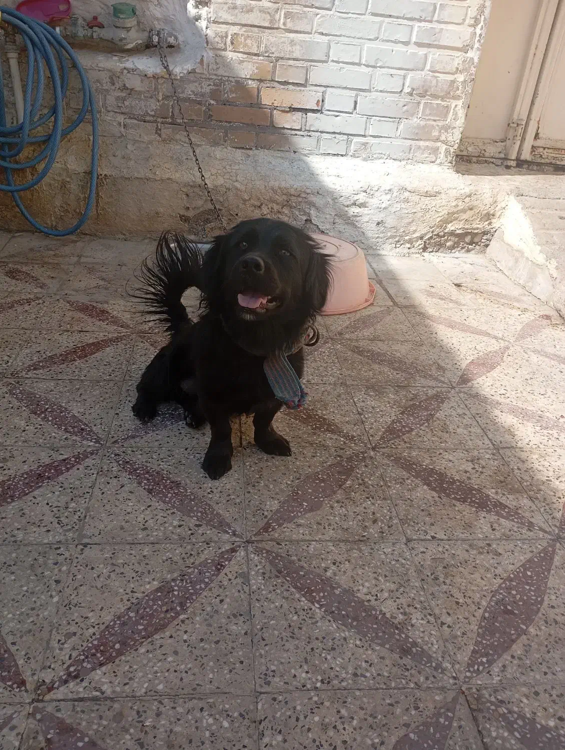 سگ پشمالو|سگ|دزفول, |دیوار