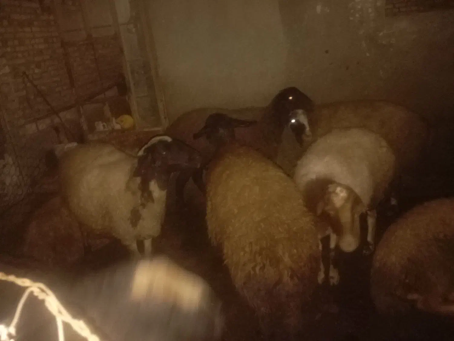 10عدد شک ماده|حیوانات مزرعه|دینور, |دیوار