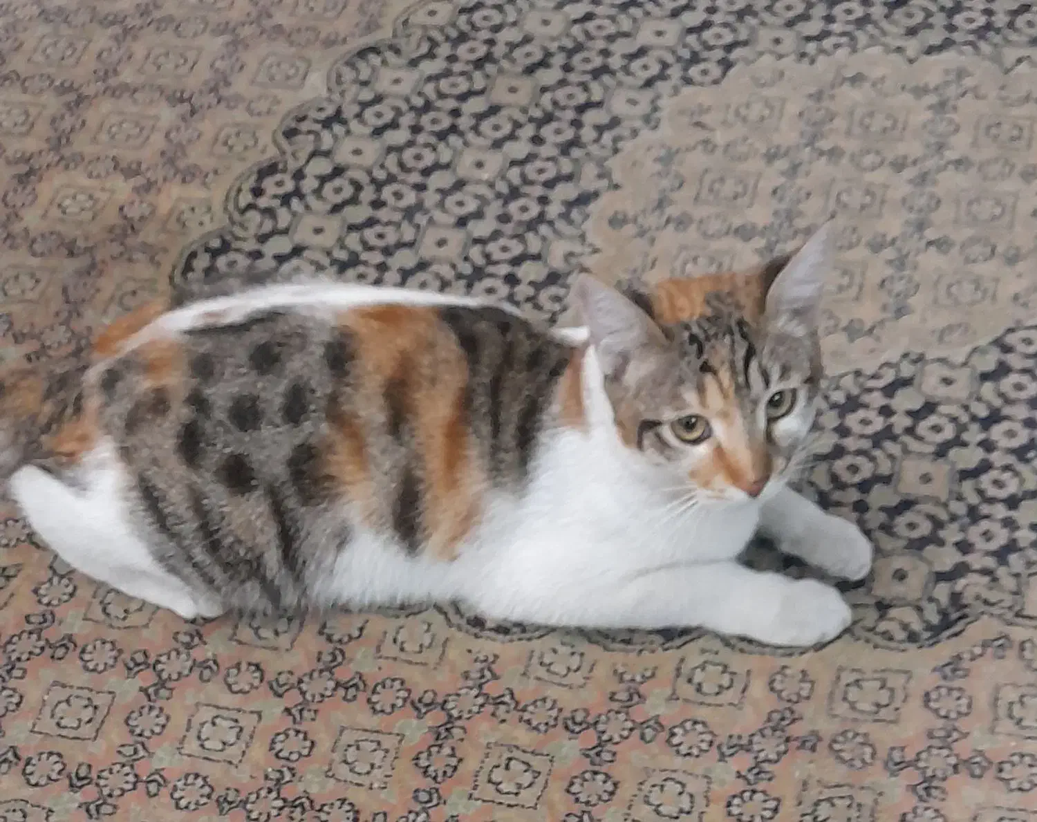 دوبچه گربه|گربه|اندیشه, اندیشه فاز ۱|دیوار