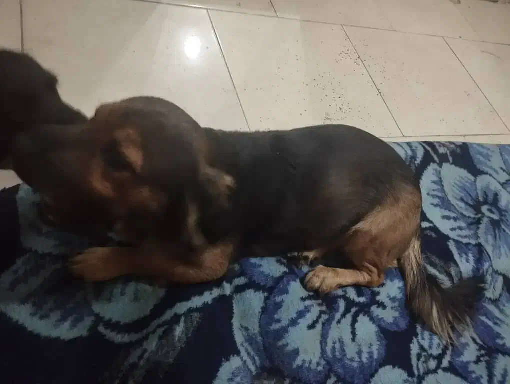 گمشده|حیوانات|ملارد, |دیوار