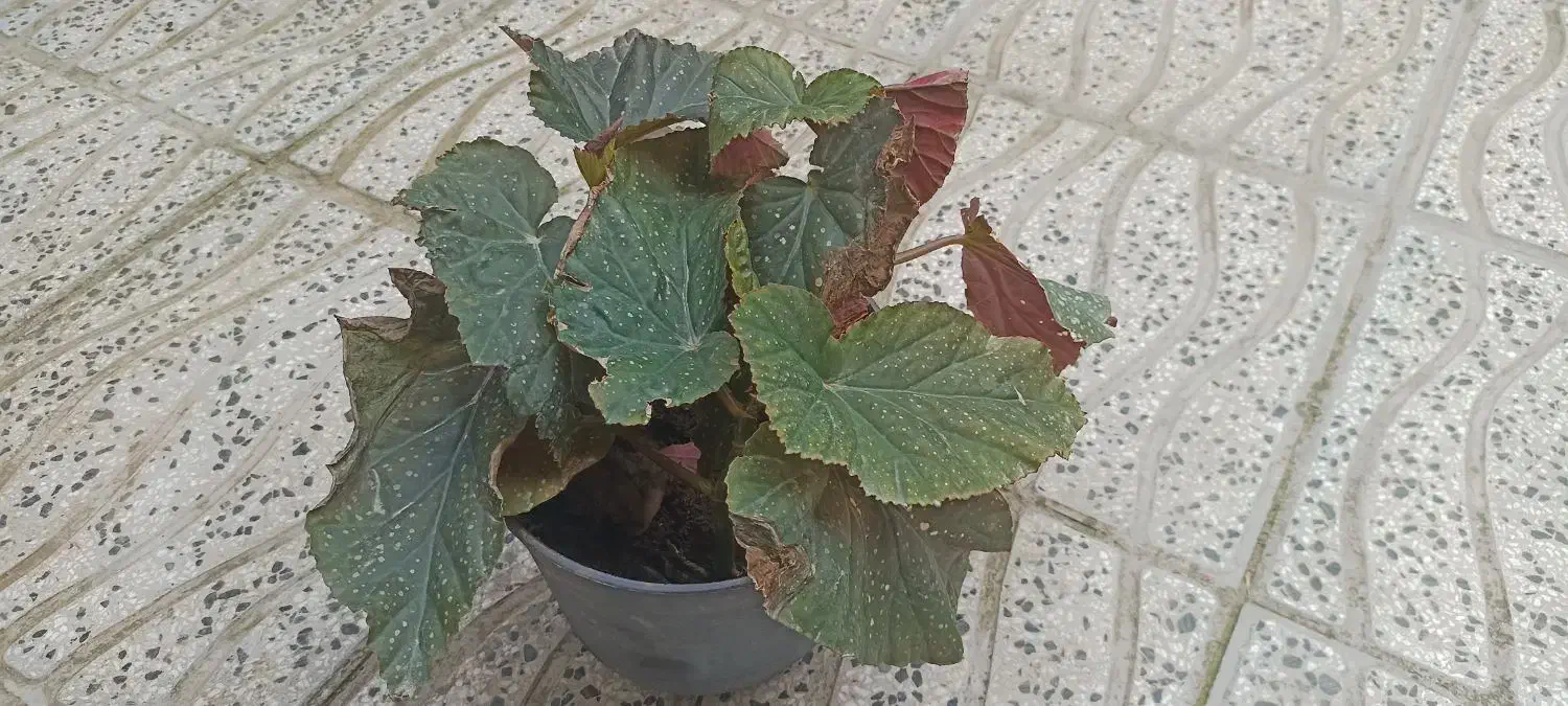 فروش انواع گل و قلمه با نازلترین قیمت|گل و گیاه طبیعی|مینودشت, |دیوار