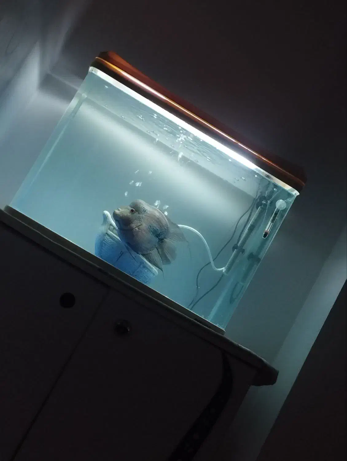 اکواریوم شرکتی|ماهی|همدان, |دیوار