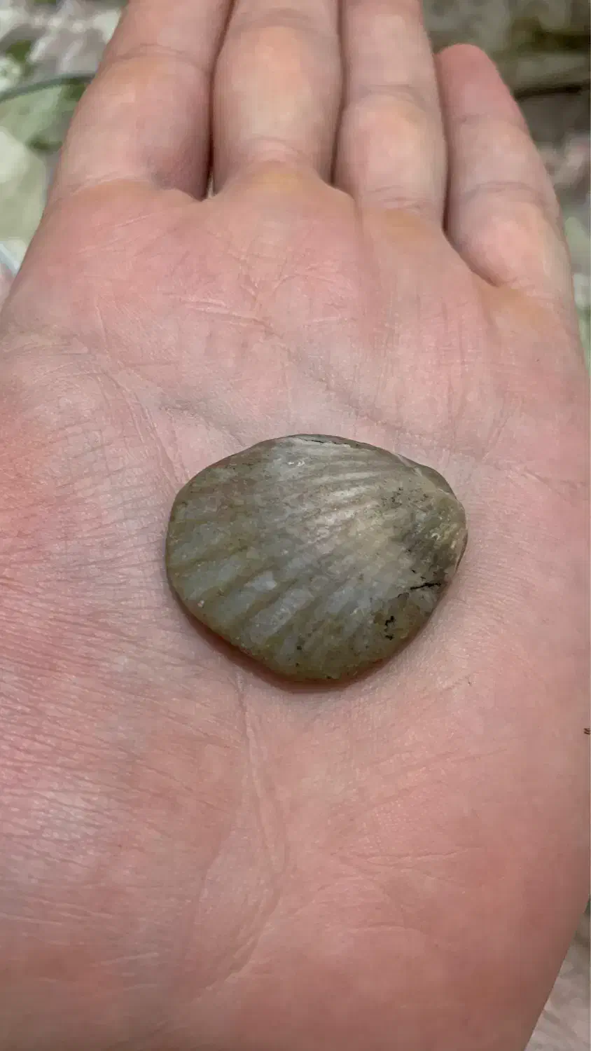 فسیل|کلکسیون اشیاء عتیقه|رشت, گلسار|دیوار