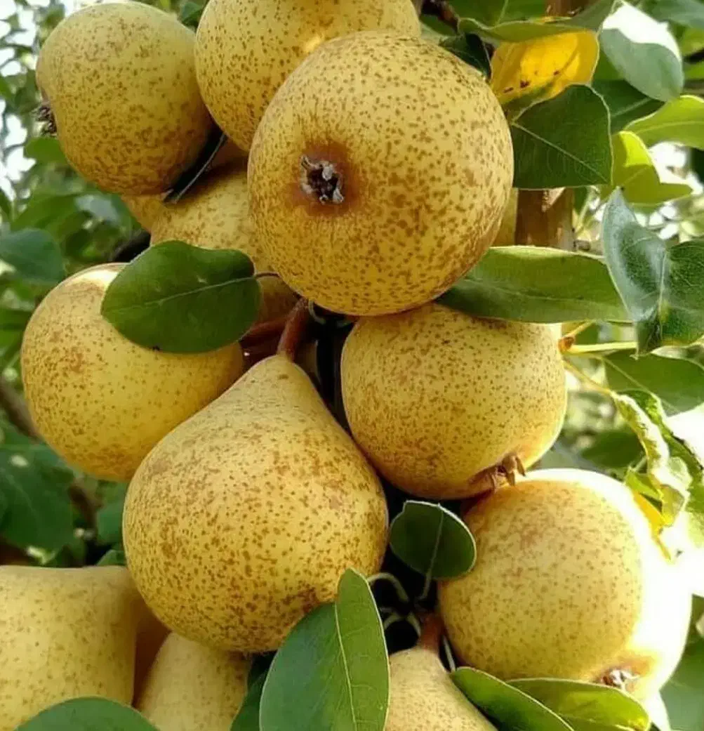 فروش عمده و خرده انواع نهال ها|خدمات باغبانی و درختکاری|پیرانشهر, |دیوار