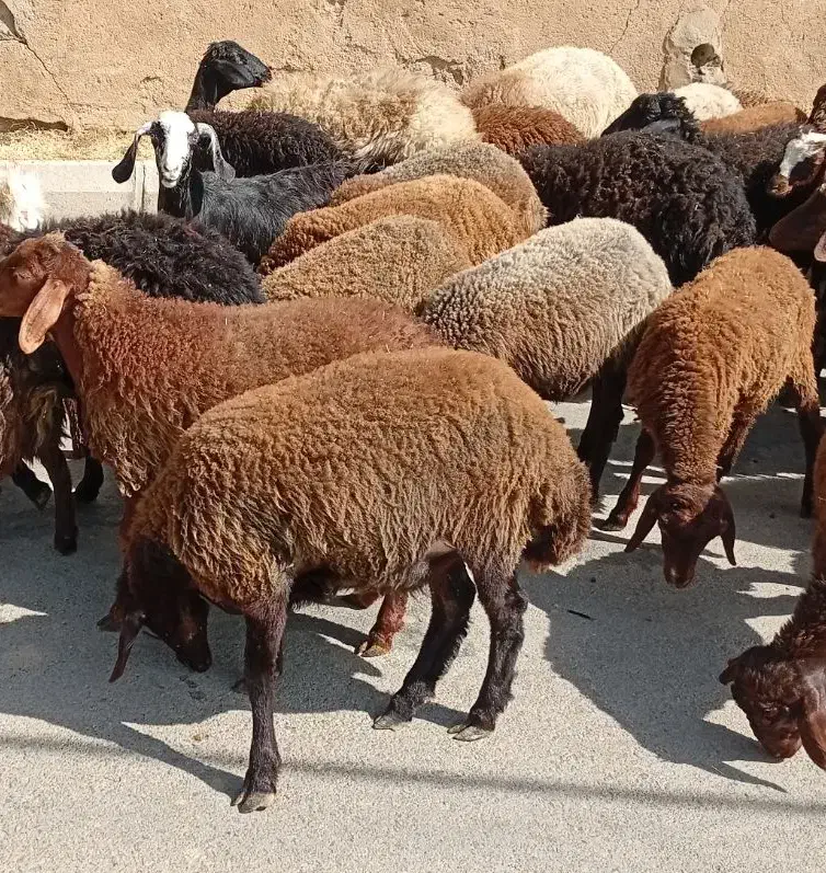 بره نر ماده|حیوانات مزرعه|تویسرکان, |دیوار