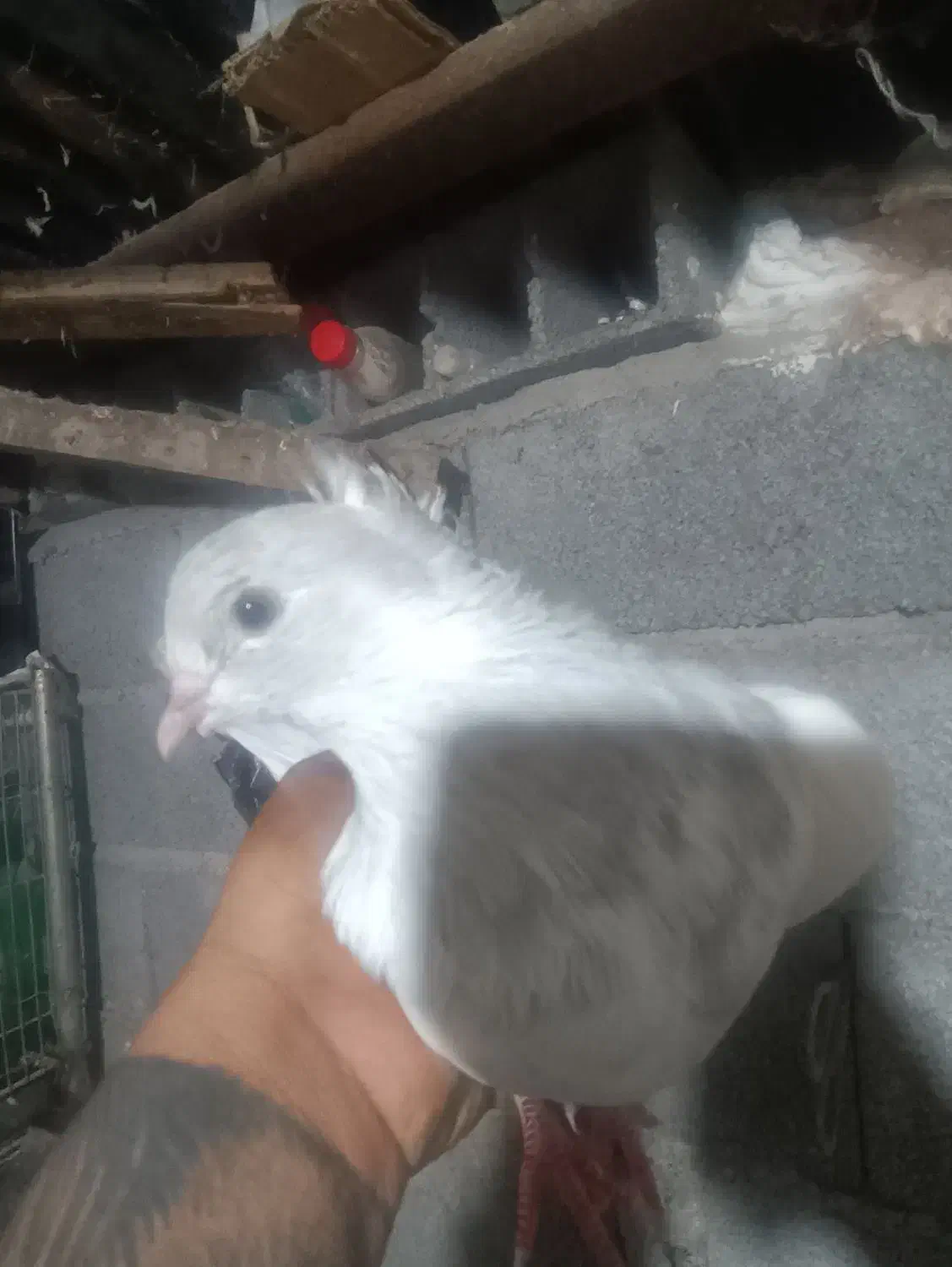 کبوتر  طوس|پرنده|شیرگاه, |دیوار