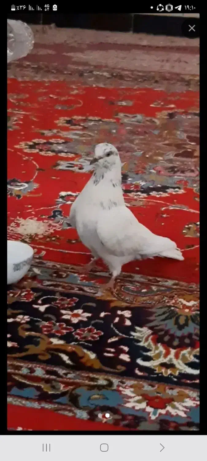 کبوترگمشده|پرنده|بیجار, |دیوار