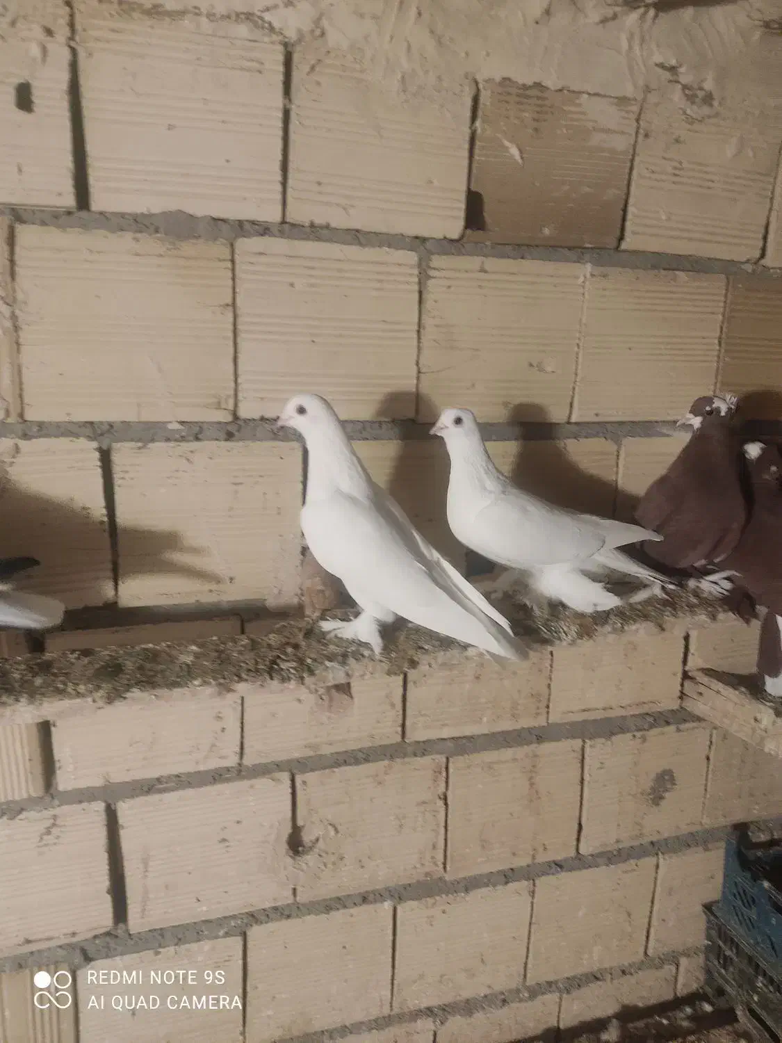 کفتر|پرنده|یامچی, |دیوار