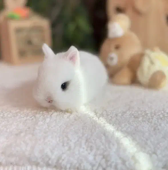 کوتوله|موش و خرگوش|قم, صدوق|دیوار