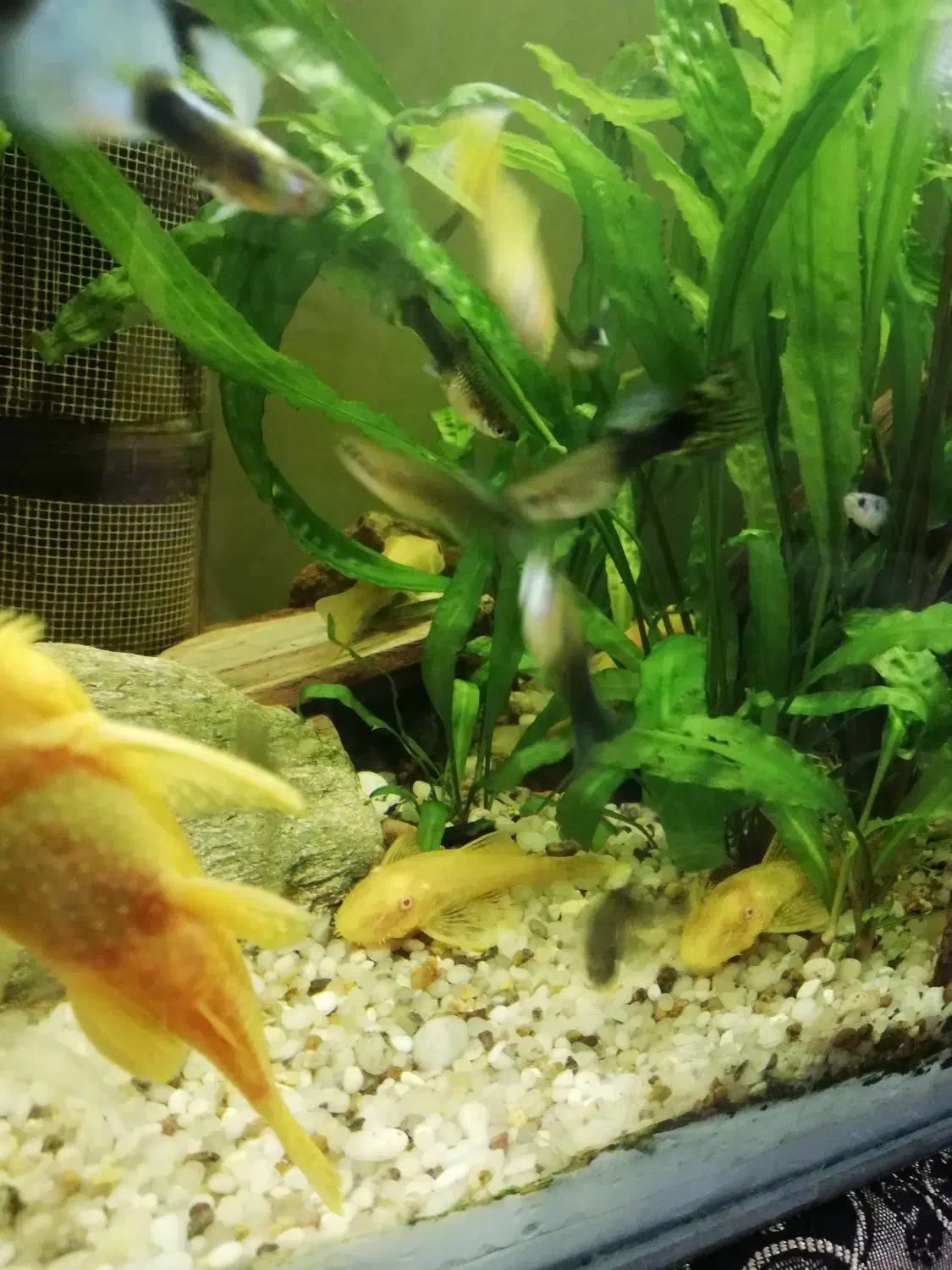 اکواریوم پلنت|ماهی|برخوار, |دیوار