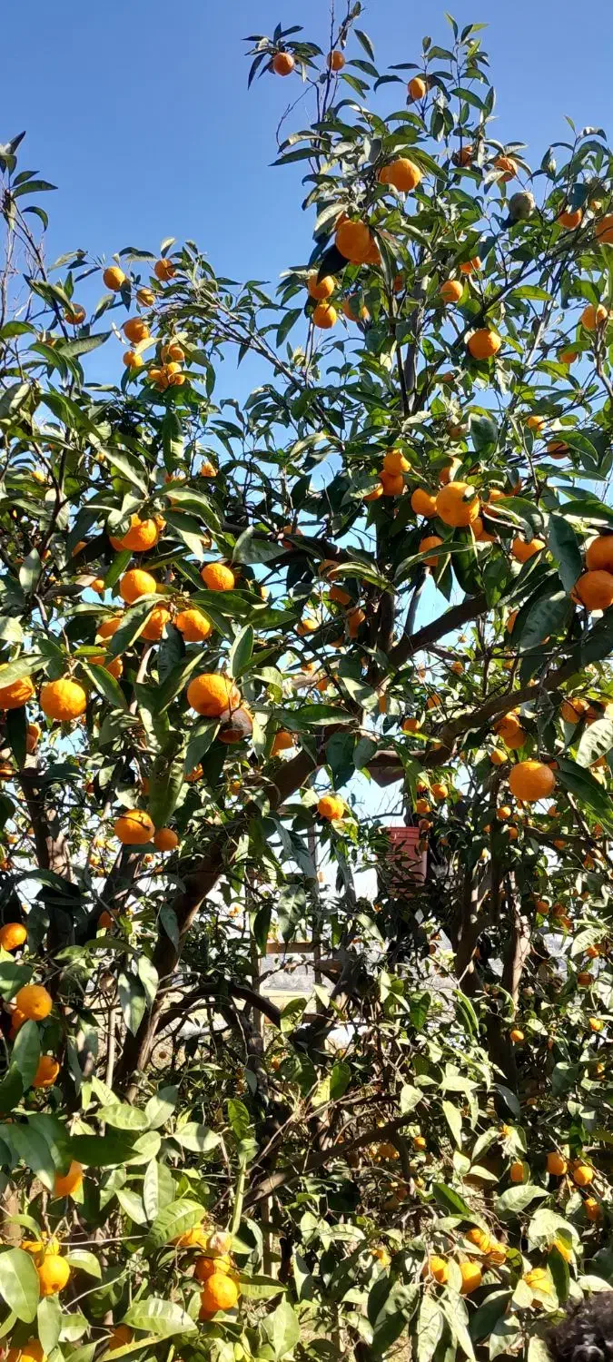 نارنگی|خوردنی و آشامیدنی|قائم‌شهر, |دیوار