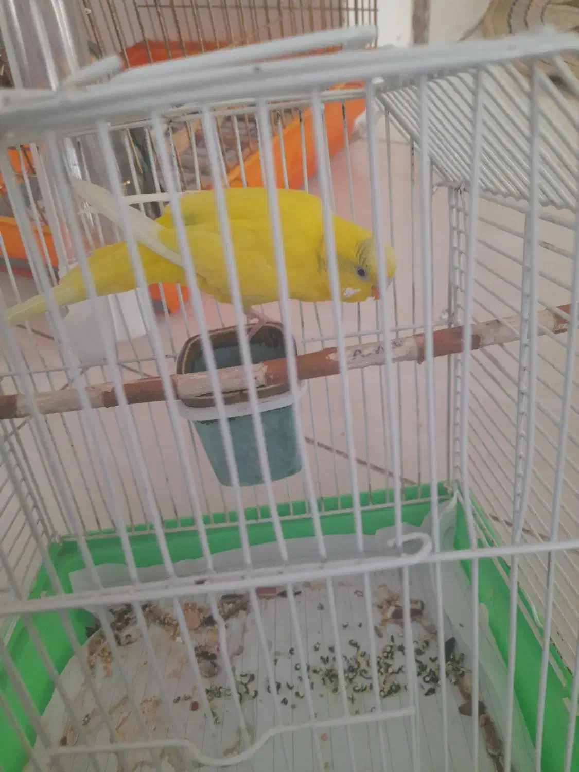 مرغ عشق|پرنده|محمدیه-قزوین, |دیوار