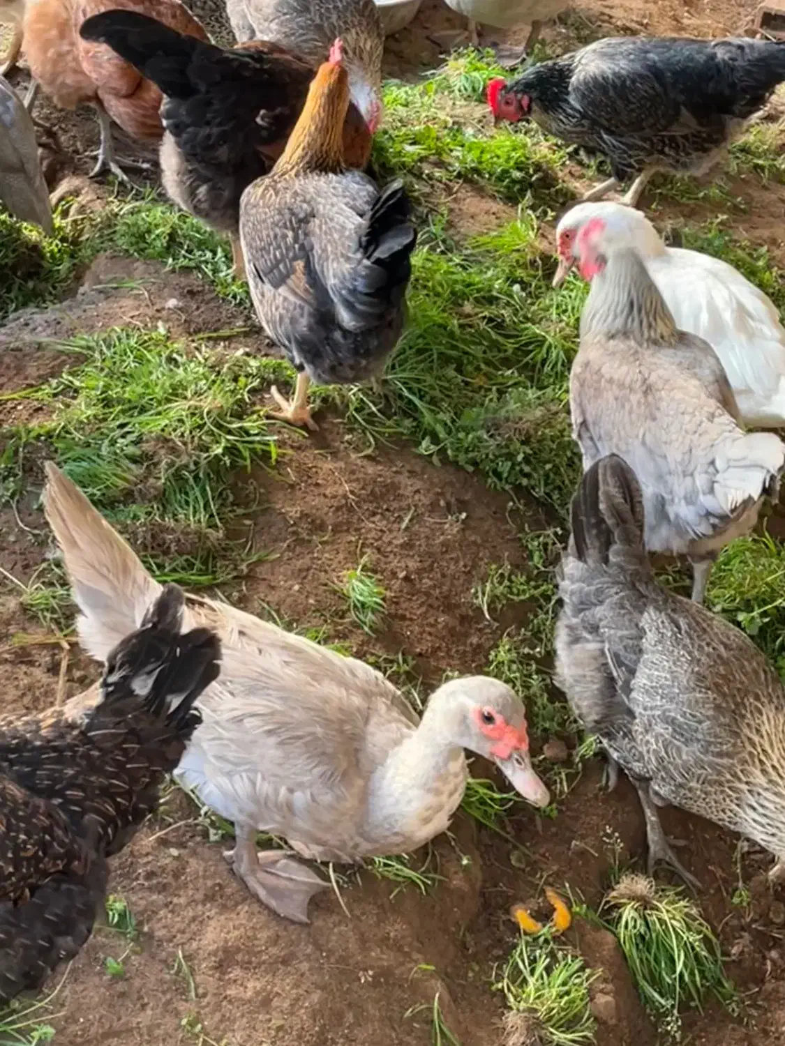 اردک نقره‌ای رنگ خاص|حیوانات مزرعه|آمل, |دیوار