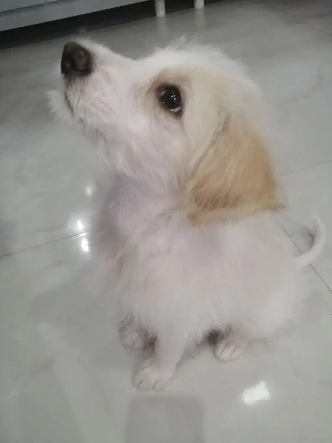 شیتزواشپیتز|سگ|مراغه, |دیوار