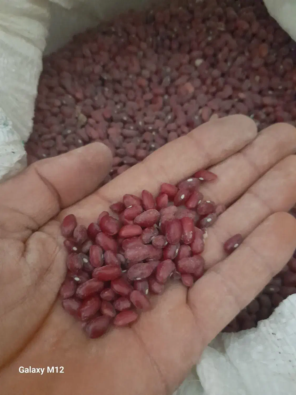 فروش لوبیا قرمز و چیتی و سفید درجه یک|عمده‌فروشی|خانمیرزا, |دیوار