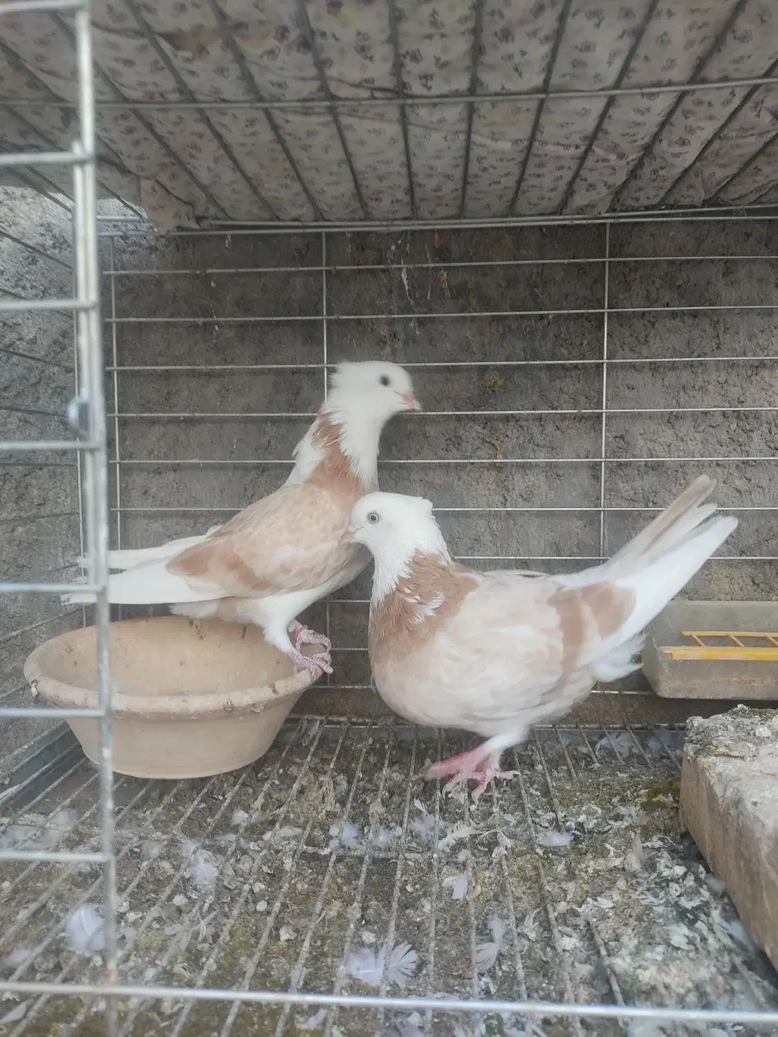 نروماده شازده|پرنده|اردکان, |دیوار