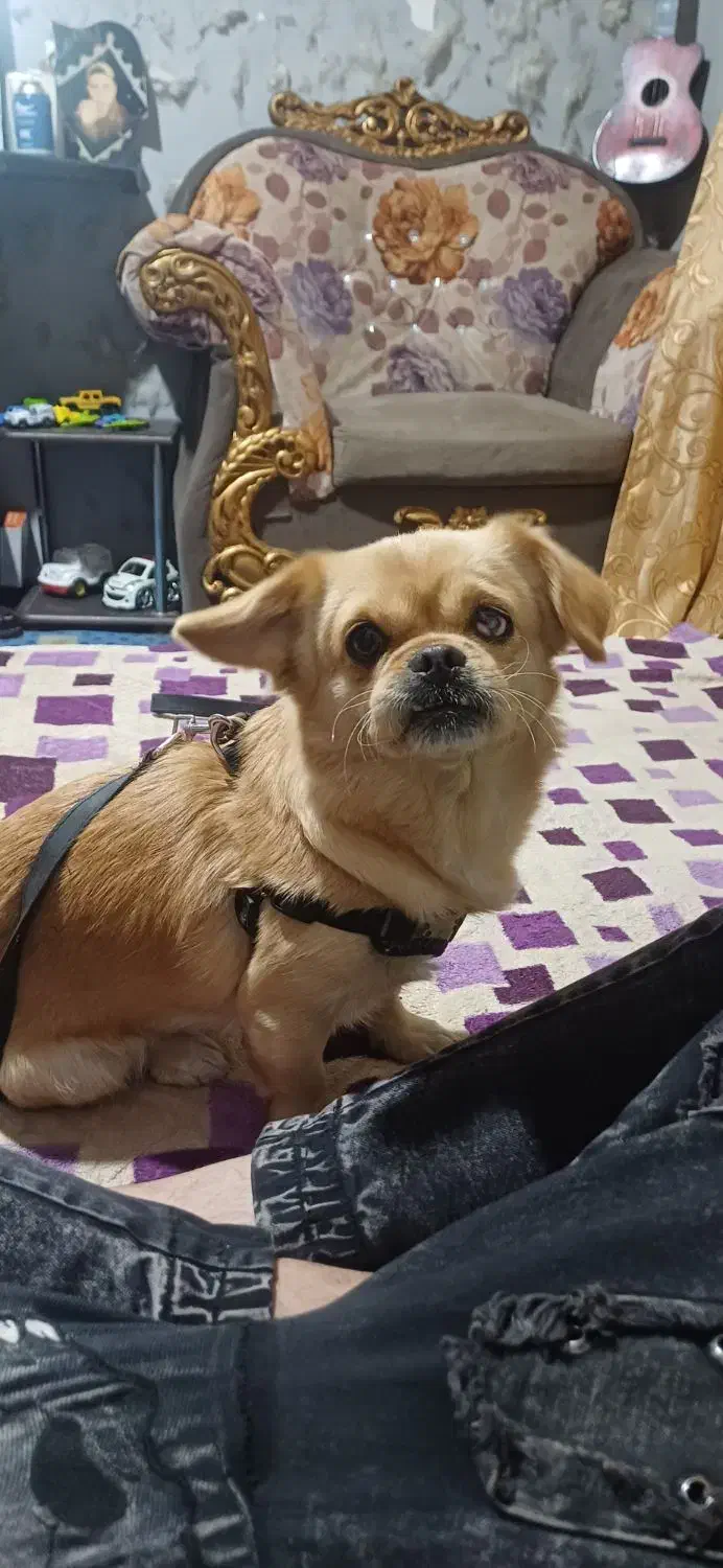 سگ پیکینیز|سگ|ملارد, |دیوار