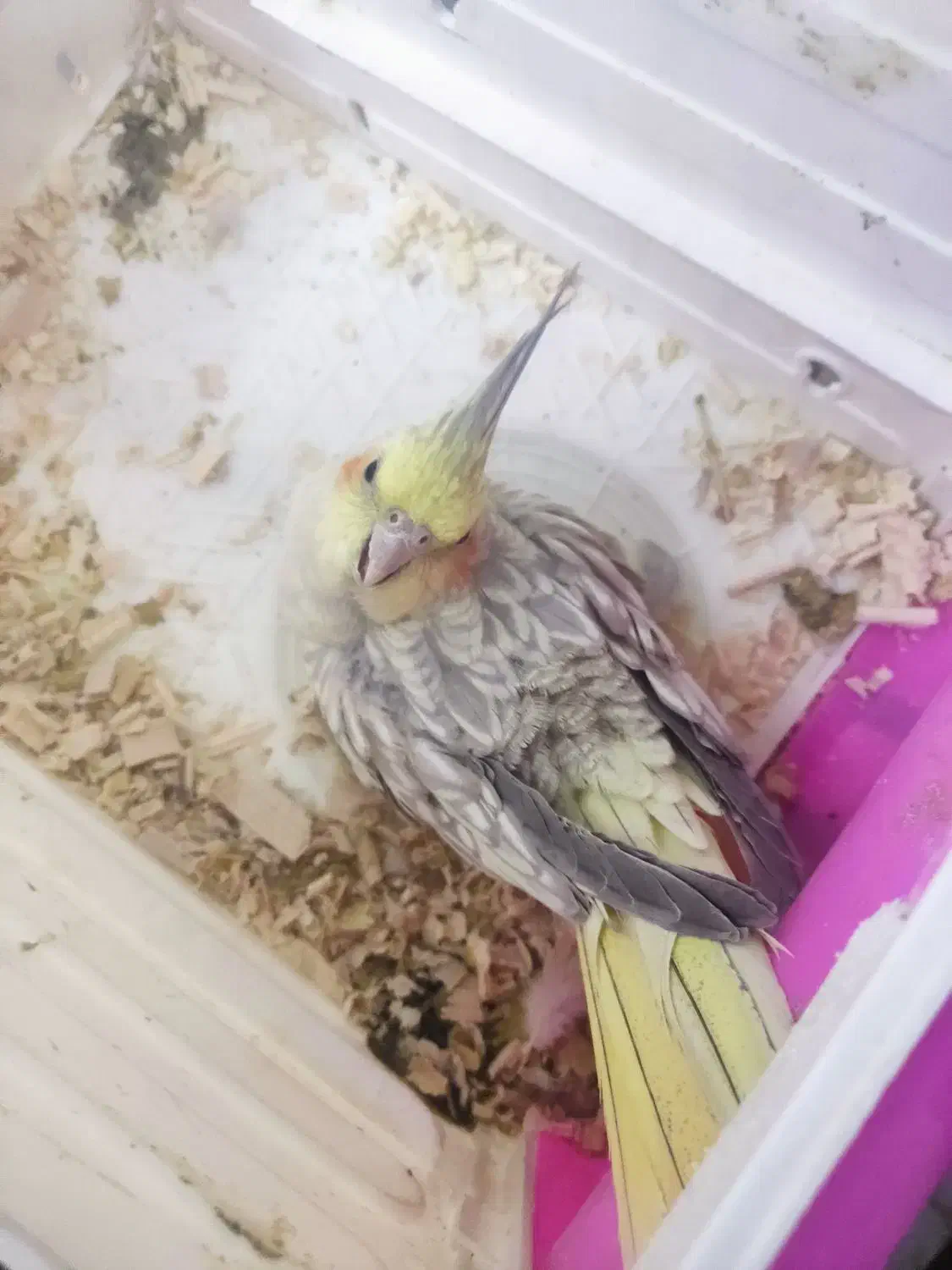 عروس هلندی ماده|پرنده|نسیمشهر, |دیوار