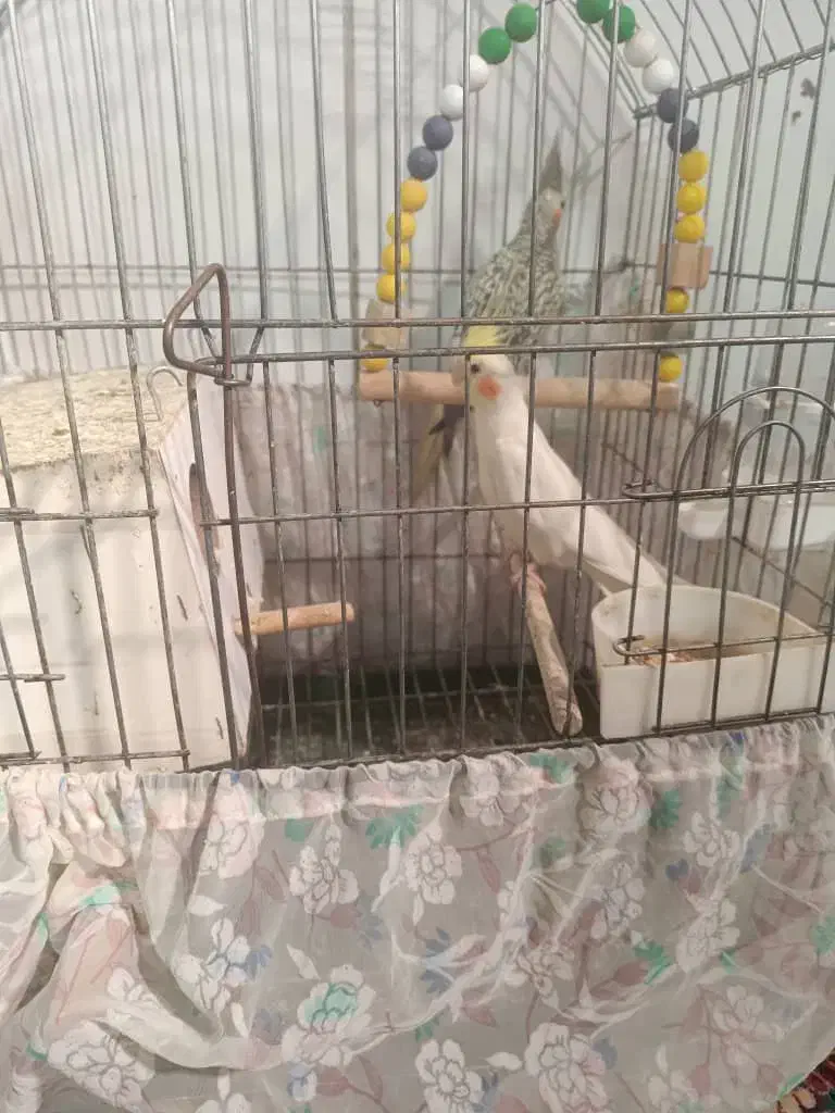 عروس هلندی|پرنده|قم, وادی السلام|دیوار