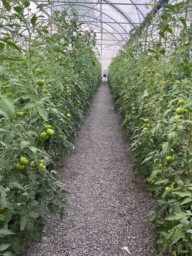 کارگر برای گلخانه|استخدام صنعتی، فنی، مهندسی|ایرانشهر, |دیوار