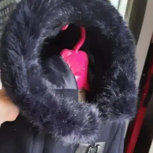 حراج پالتو مارک دخترانه|کفش و لباس بچه|ساری, |دیوار