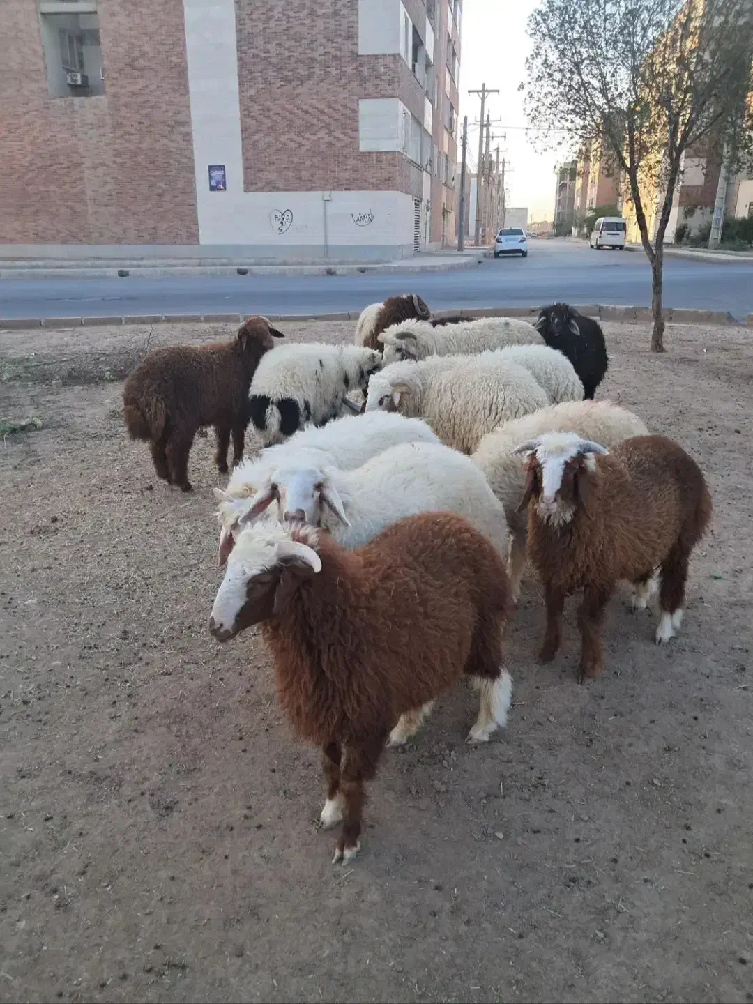 گوسفند زنده باپلاک سلامت|حیوانات مزرعه|مشهد, شهرک لشکر (شهرک غرب)|دیوار