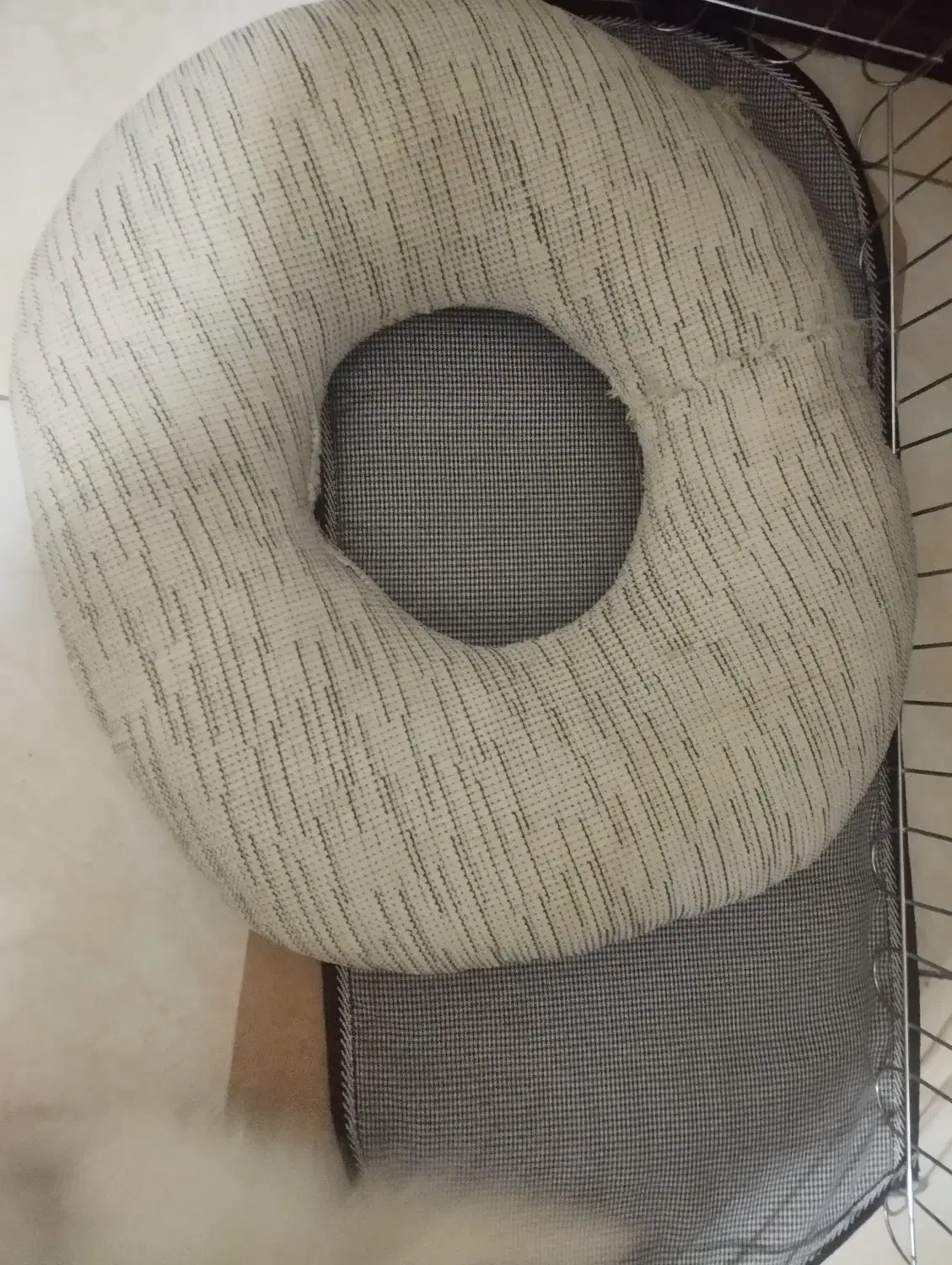 توله سگ|سگ|قدس, شهرک دانش|دیوار