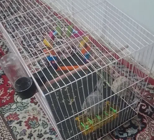 عروس هلندی|پرنده|مشهد, باغون آباد|دیوار