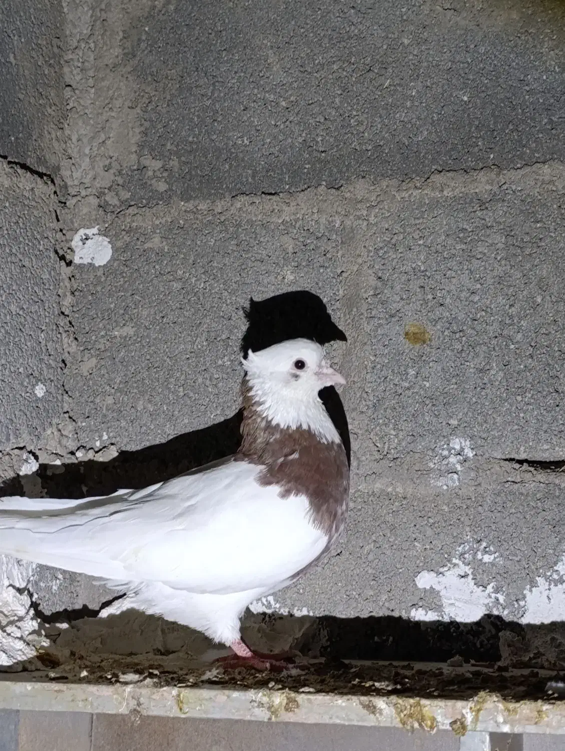 طوقی|پرنده|لامرد, |دیوار