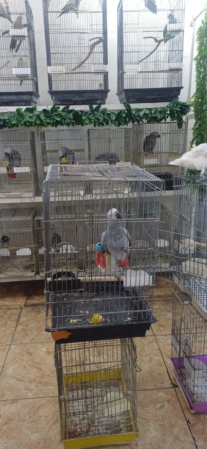 سلطان کاسکو هابه پایین ترین قیمت وبالاترین کیفیت|پرنده|تهران, اسکندری|دیوار