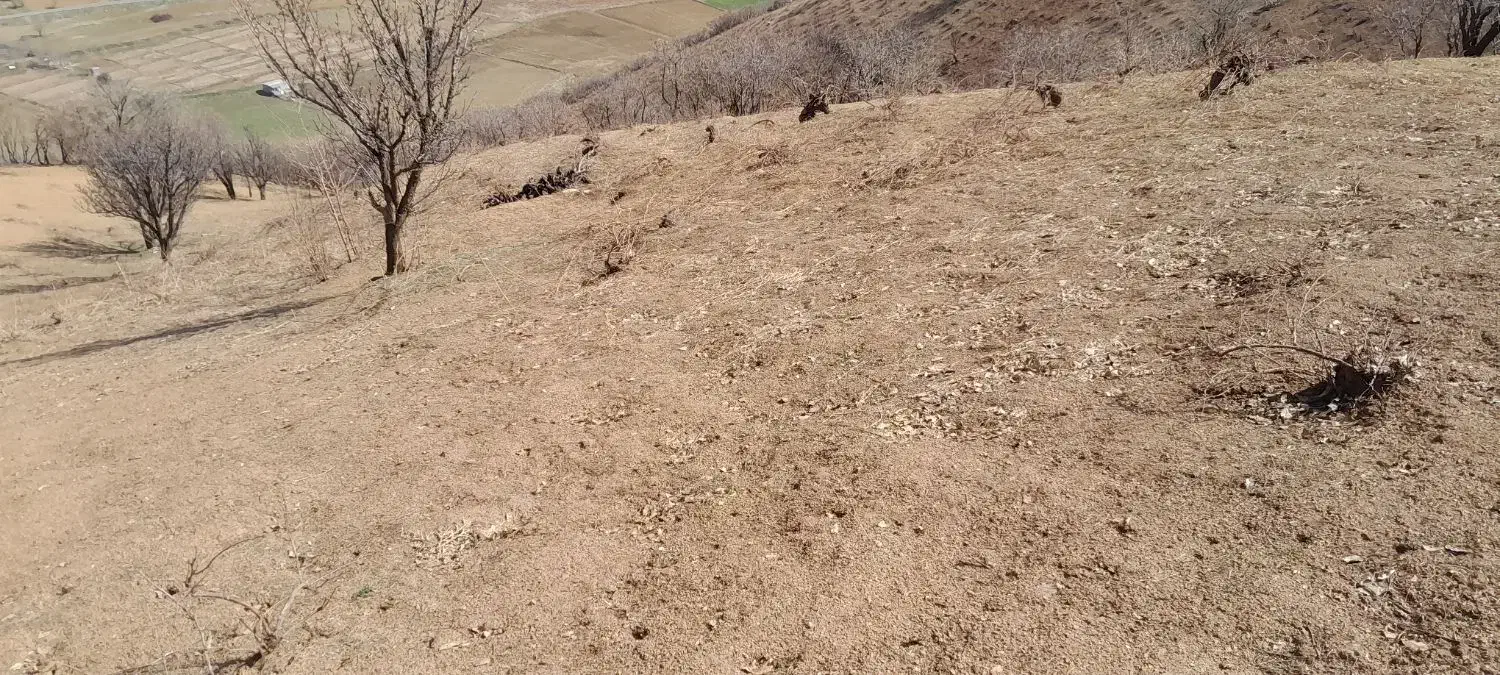 باغ انگور|خدمات باغبانی و درختکاری|خاو و میرآباد, |دیوار