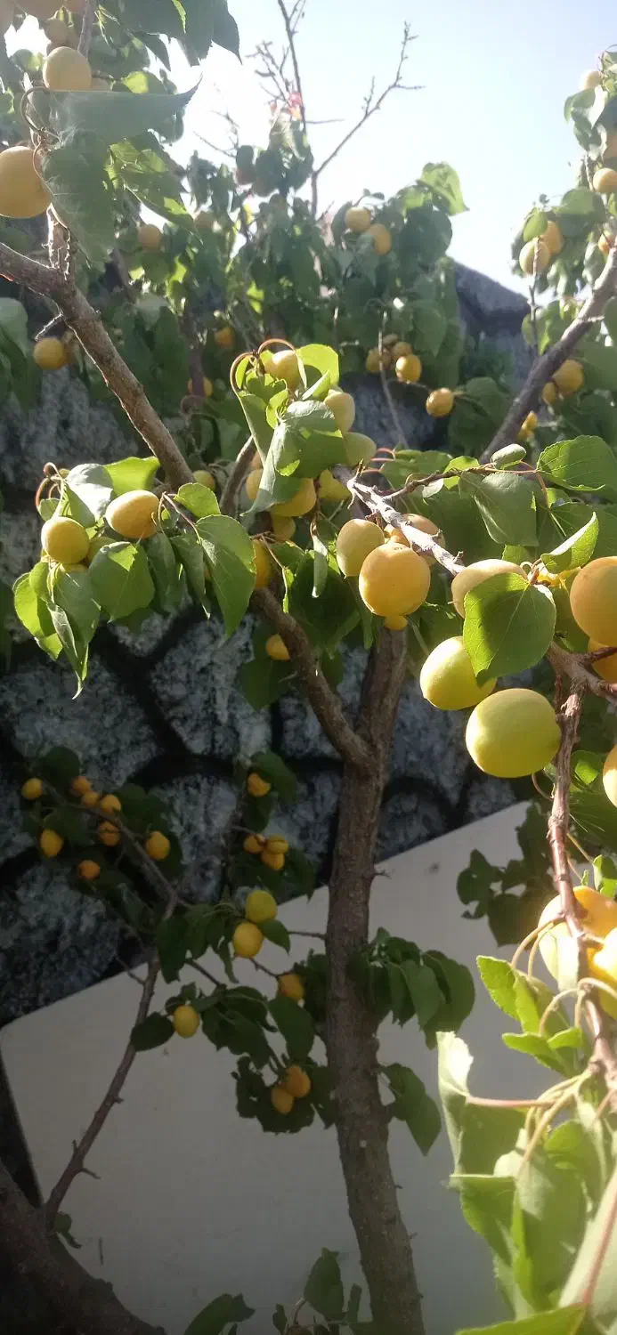 باغشهری|فروش زمین و ملک کلنگی|ارژن, |دیوار