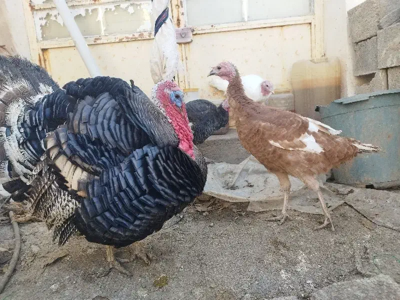 بوقلمون نر و ماده|حیوانات مزرعه|آشخانه, |دیوار