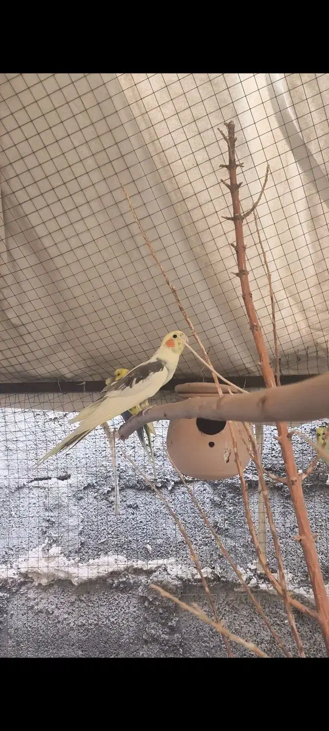 عروس هلندی نر|پرنده|دهدشت, |دیوار