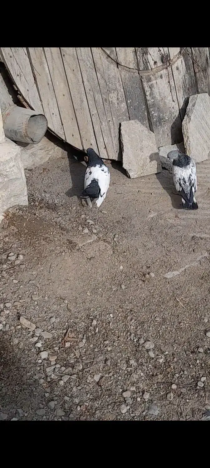 کله|پرنده|شیروان (خراسان), |دیوار