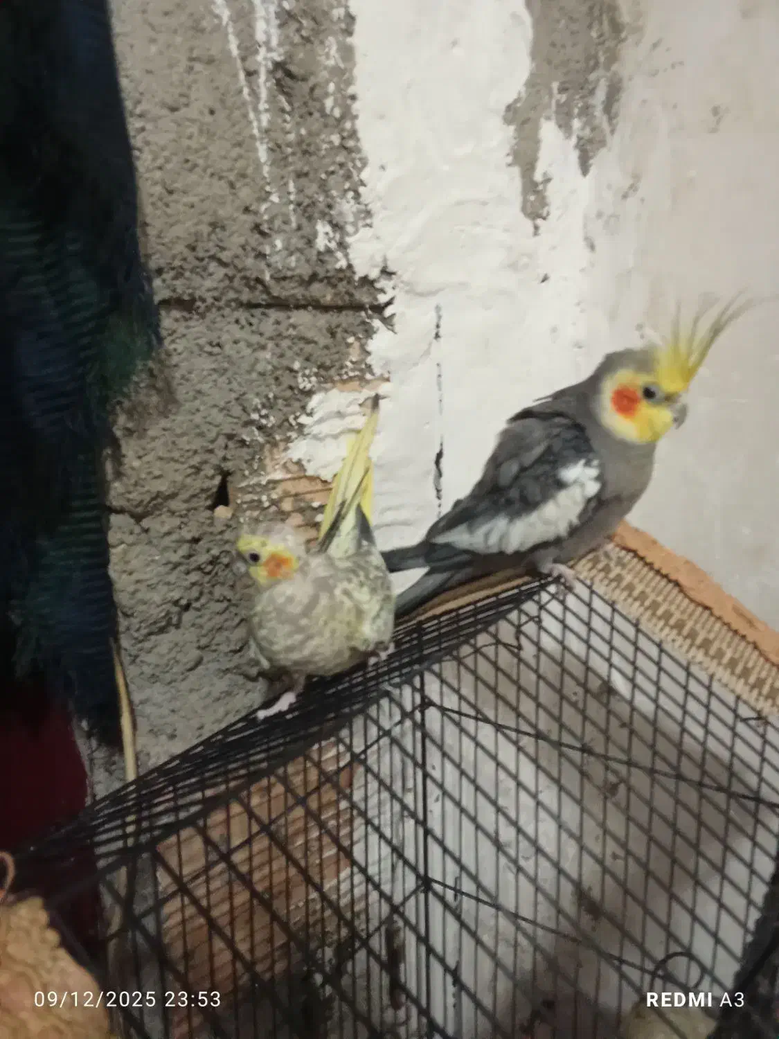 معاوضه با یه ژرمن شپرد توله|پرنده|گرگان, |دیوار