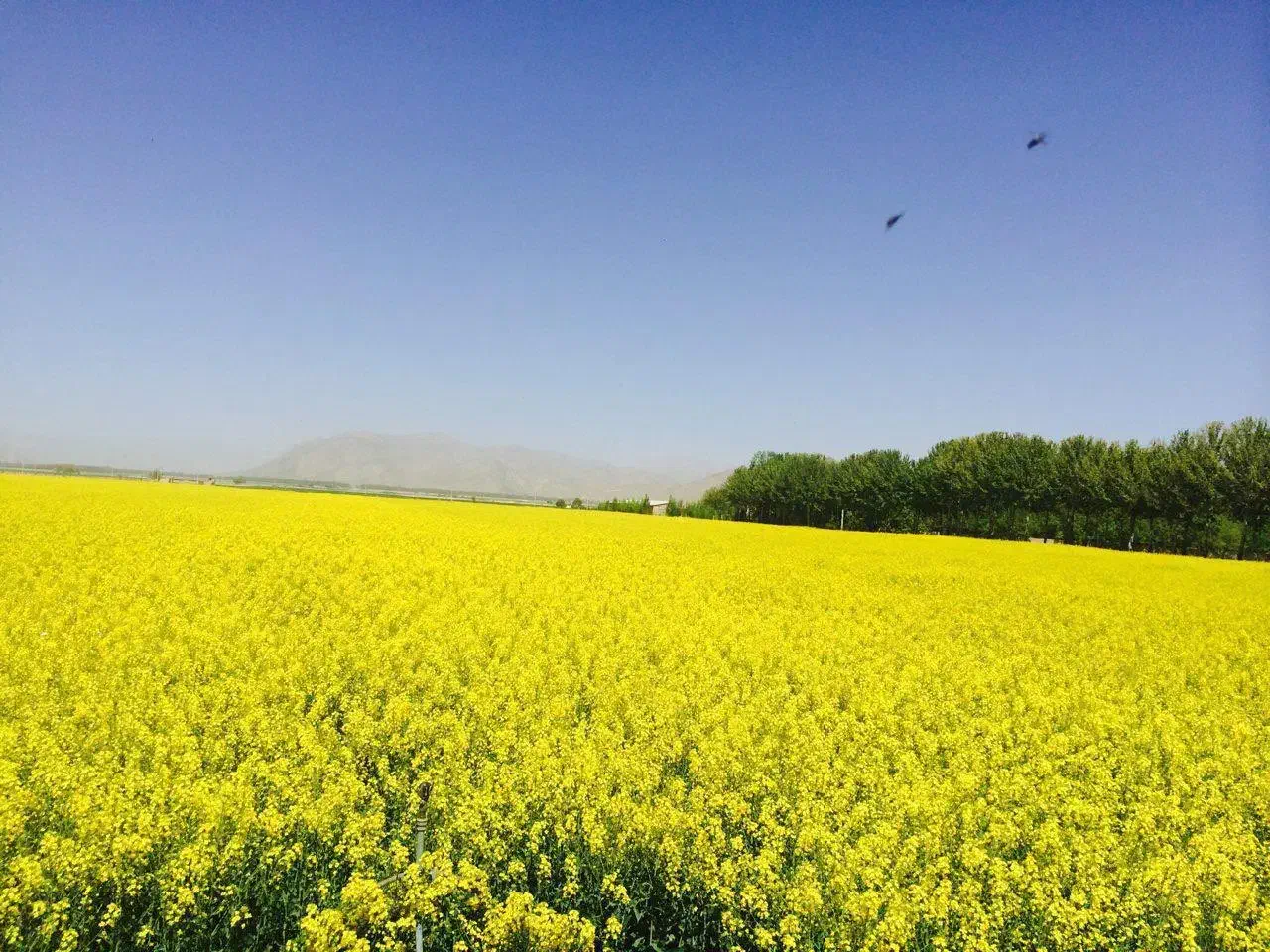 زمین کشاورزی ۳ هکتاری|فروش زمین و ملک کلنگی|پلدشت, |دیوار