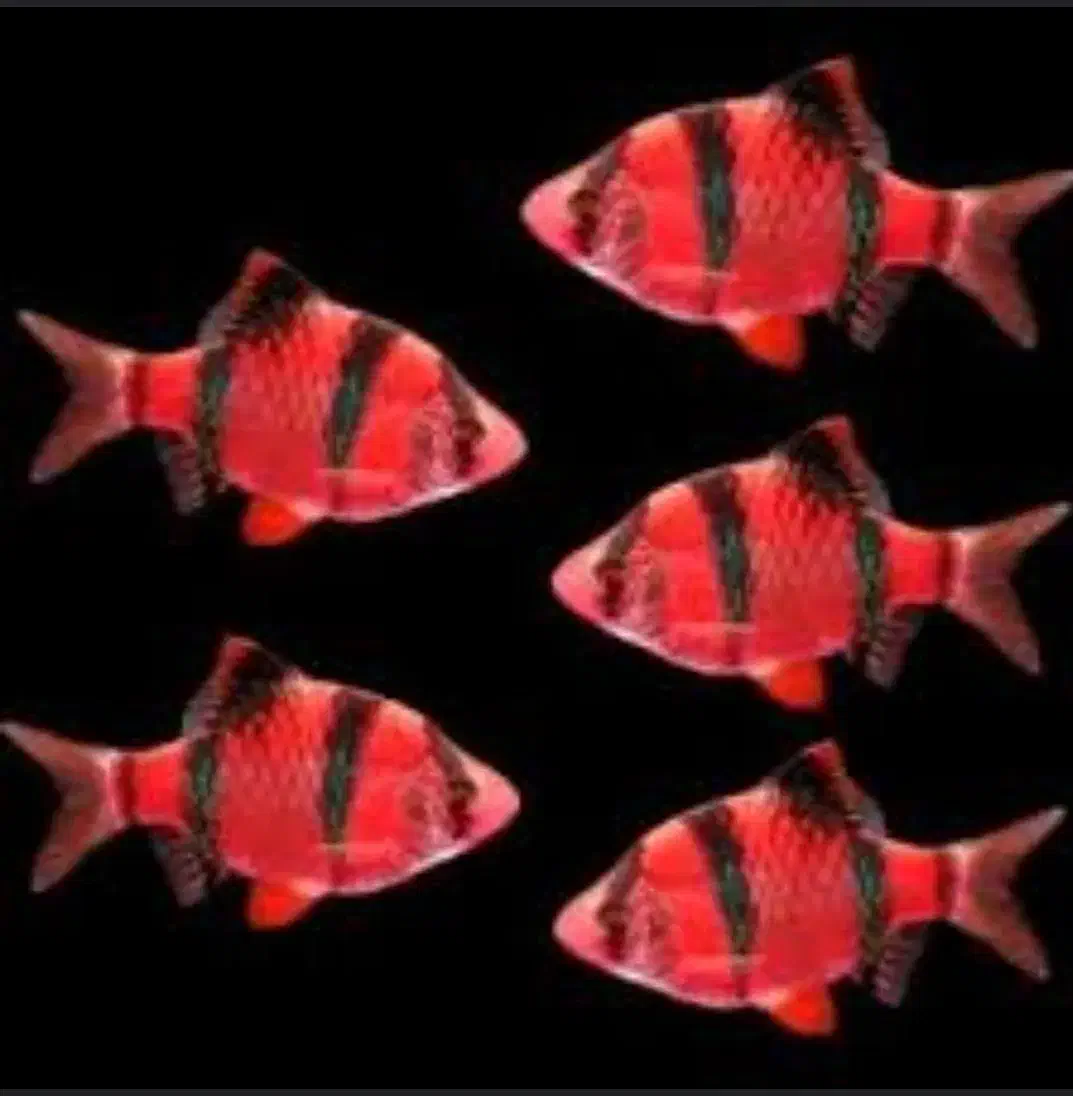 مرکز پخش وفروش ماهی اکواریوم|ماهی|گنبد کاووس, |دیوار