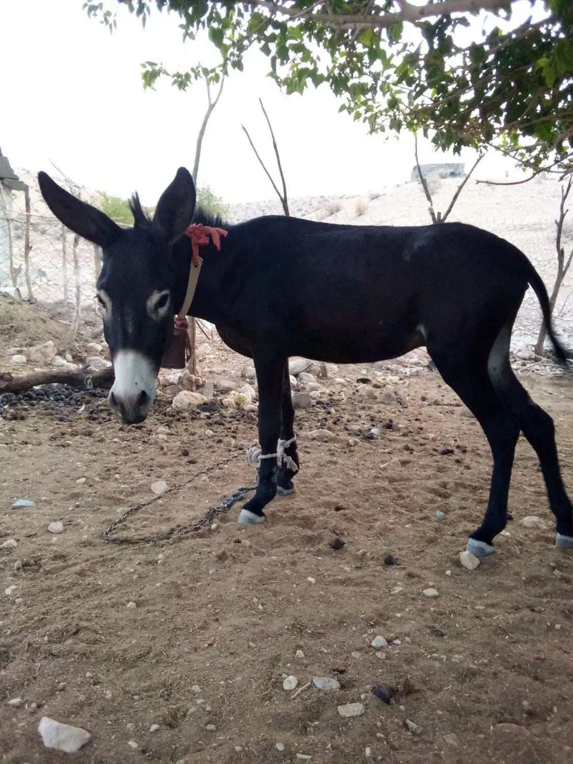 الاغ نر3ساله|حیوانات مزرعه|بندرعباس, |دیوار