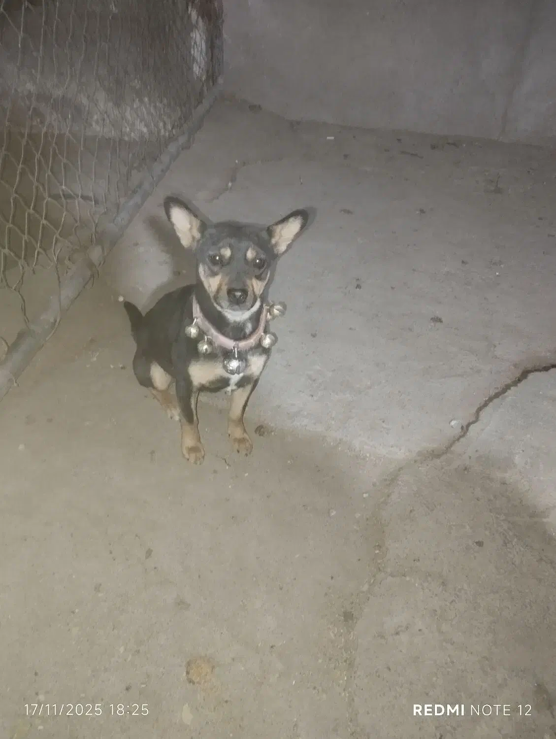 واگزاری‌سگ پا کوتاه اصل‌|سگ|مشهد, طرق|دیوار