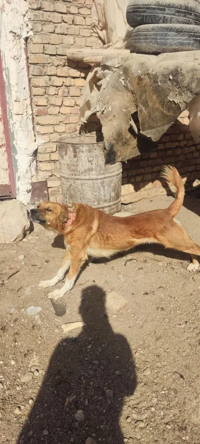 دو عدد سگ گله ای برادر چهارده ماهه|سگ|اسفراین, |دیوار