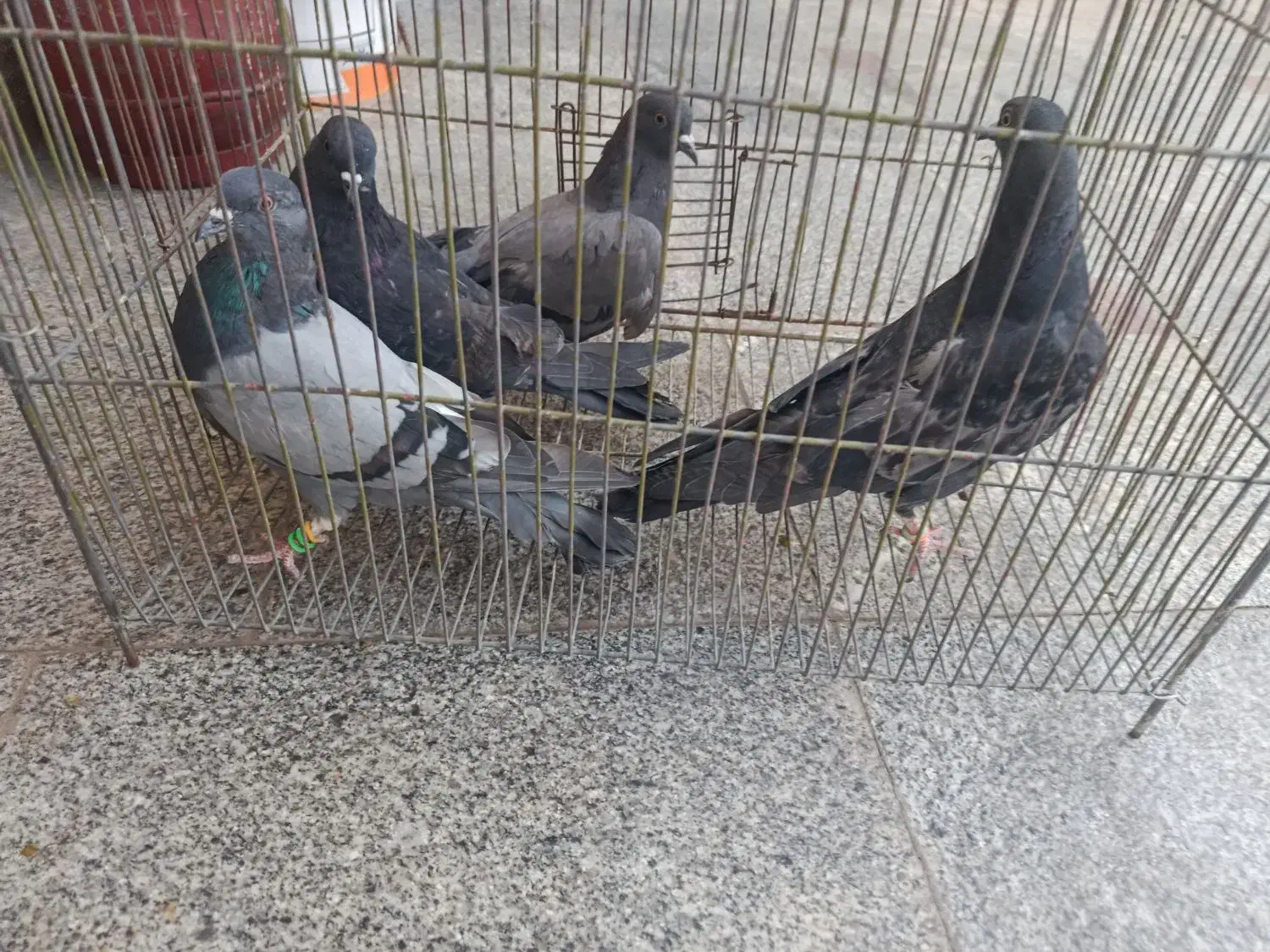 کبوتر|پرنده|سیرجان, |دیوار